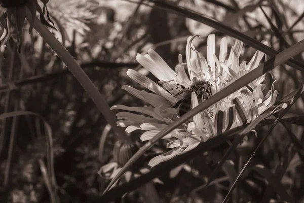 Ett Som Samlar Nektar Från Blomma — Stockfoto