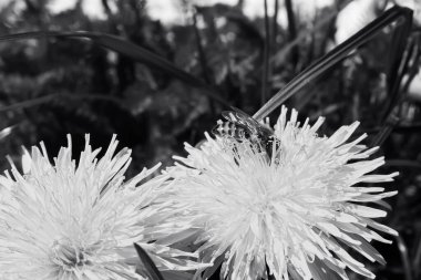 Çiçekten nektar toplayan bir arı.