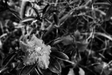 Çiçek tarlasında açan çiçek