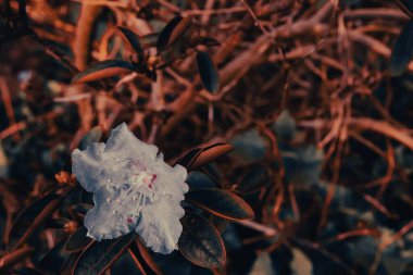 Çiçek tarlasında açan çiçek