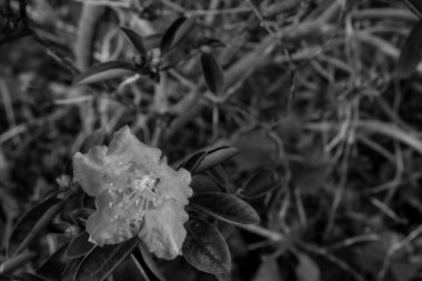 Çiçek tarlasında açan çiçek