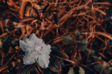 Çiçek tarlasında açan çiçek