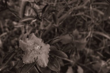 Çiçek tarlasında açan çiçek