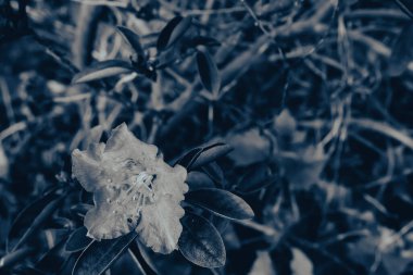 Çiçek tarlasında açan çiçek