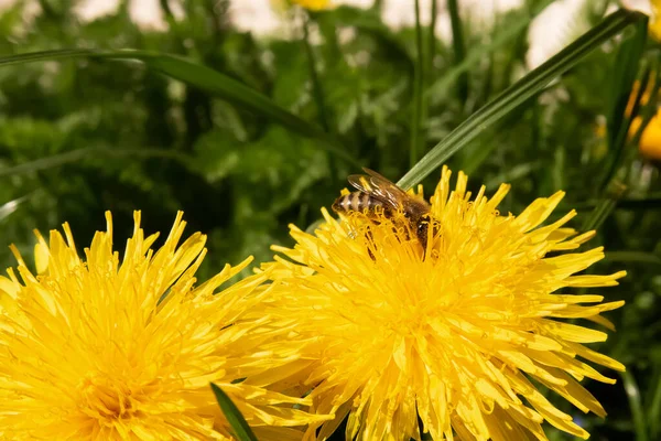 Egy Méhecske Nektárt Gyűjt Egy Virágból — Stock Fotó
