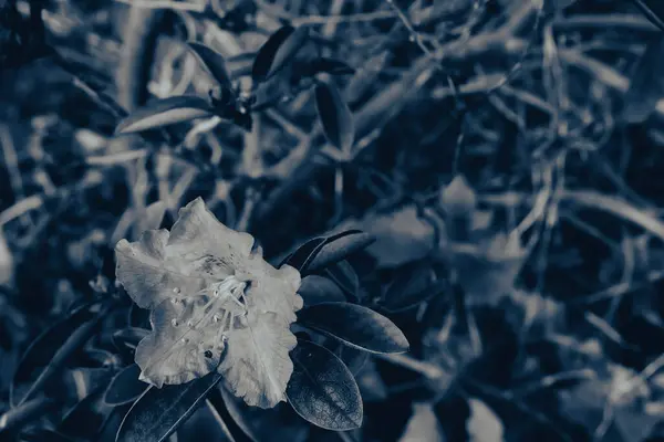 Çiçek tarlasında açan çiçek