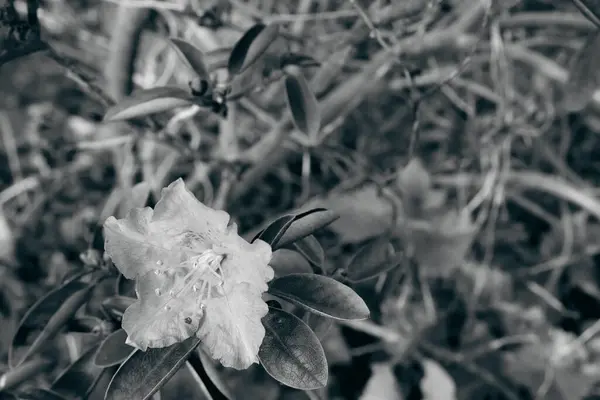 Ανθισμένο Λουλούδι Την Άνοιξη Στο Παρτέρι — Φωτογραφία Αρχείου