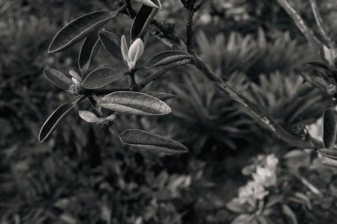 Çiçek tarlasında açan çiçek