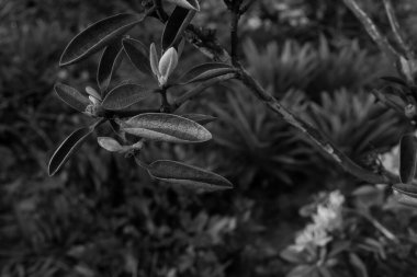 Çiçek tarlasında açan çiçek