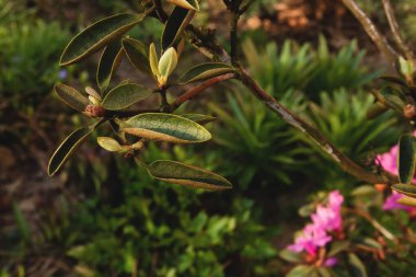 Çiçek tarlasında açan çiçek