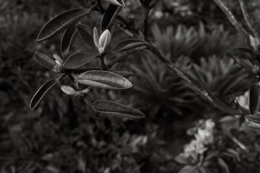 Çiçek tarlasında açan çiçek