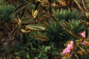 Çiçek tarlasında açan çiçek