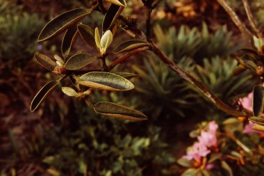Çiçek tarlasında açan çiçek