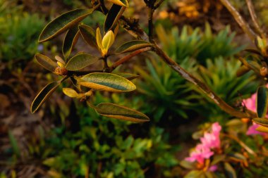 Çiçek tarlasında açan çiçek