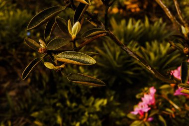 Çiçek tarlasında açan çiçek