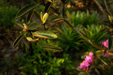 Çiçek tarlasında açan çiçek