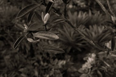 Çiçek tarlasında açan çiçek