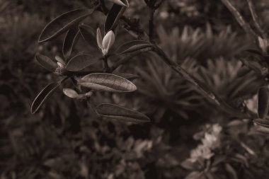 Çiçek tarlasında açan çiçek