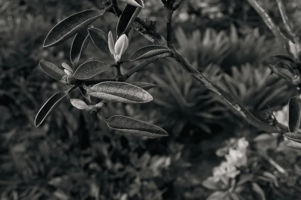 Çiçek tarlasında açan çiçek