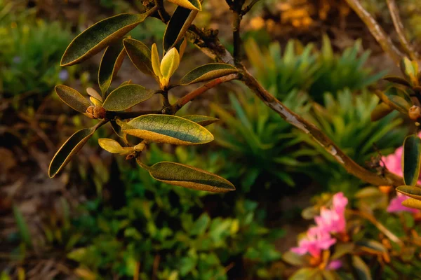 Çiçek tarlasında açan çiçek