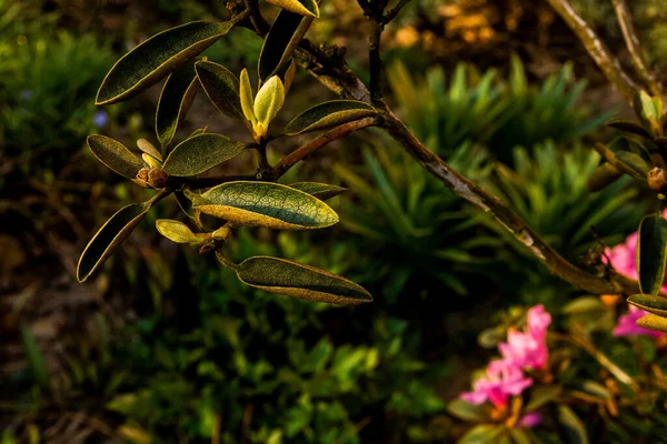 Blooming Flower Spring Flower Bed — стоковое фото