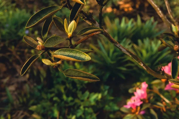 Çiçek tarlasında açan çiçek