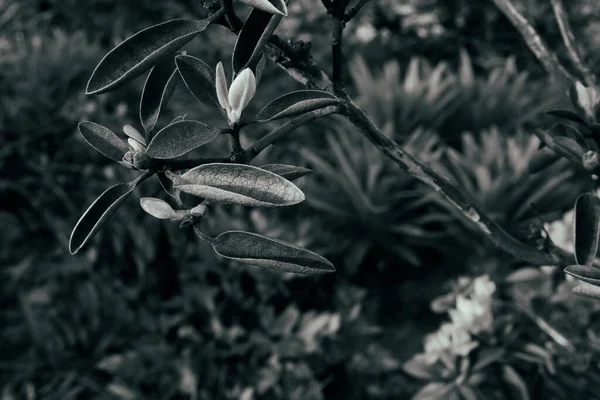 Çiçek tarlasında açan çiçek