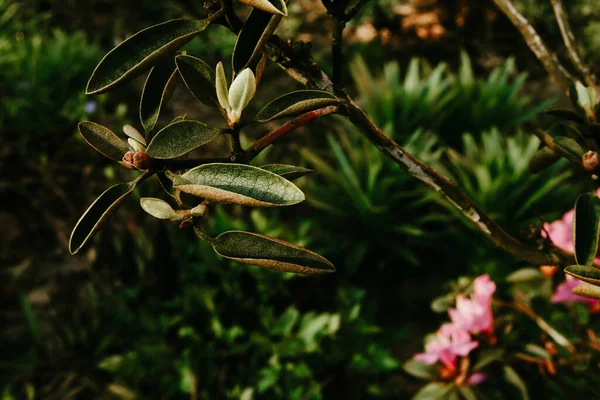 Çiçek tarlasında açan çiçek
