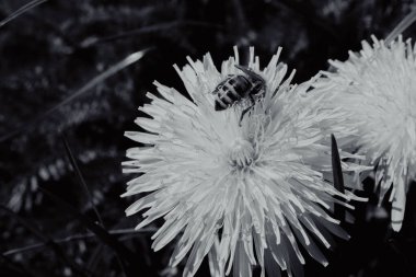 Çiçekten nektar toplayan bir arı.