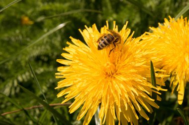 Çiçekten nektar toplayan bir arı.