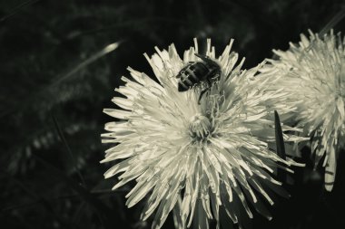 Çiçekten nektar toplayan bir arı.