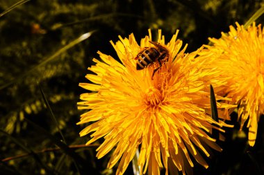 Çiçekten nektar toplayan bir arı.