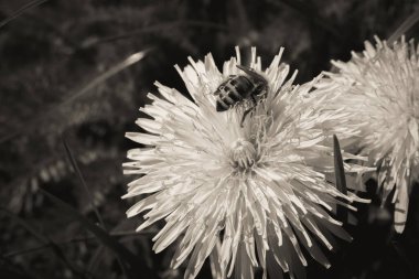 Çiçekten nektar toplayan bir arı.