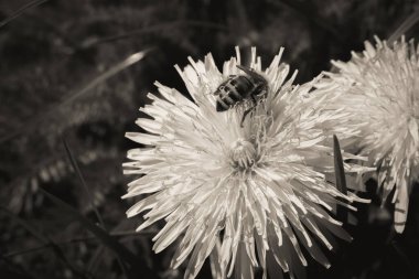 Çiçekten nektar toplayan bir arı.