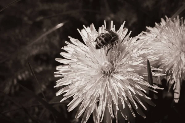 蜂が花から蜜を集めて — ストック写真