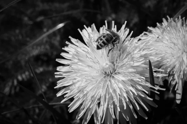 Çiçekten Nektar Toplayan Bir Arı — Stok fotoğraf