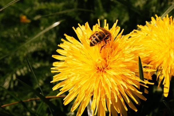 Eine Biene Die Nektar Aus Einer Blume Sammelt — Stockfoto