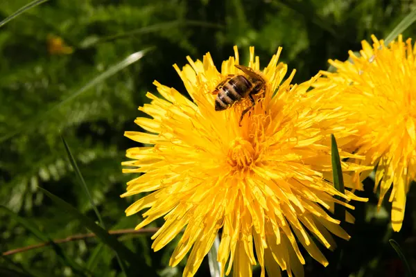 Eine Biene Die Nektar Aus Einer Blume Sammelt — Stockfoto