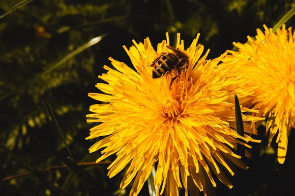 蜂が花から蜜を集めて — ストック写真