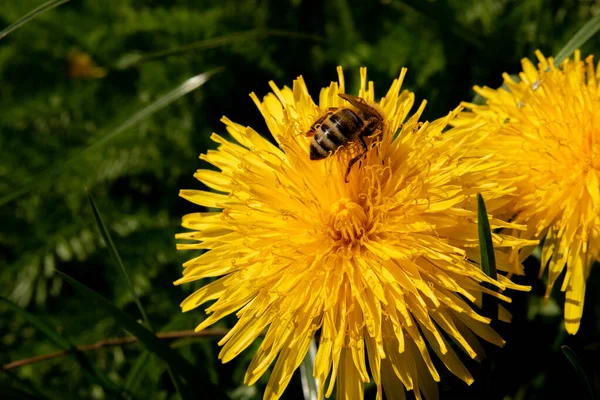 Çiçekten nektar toplayan bir arı.