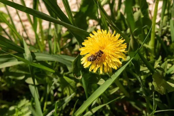蜂が花から蜜を集めて — ストック写真