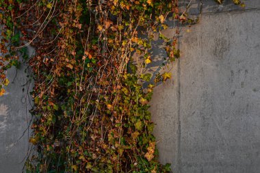 The facade is covered with ivy