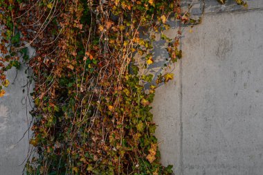 Ön cephe sarmaşıkla kaplı.