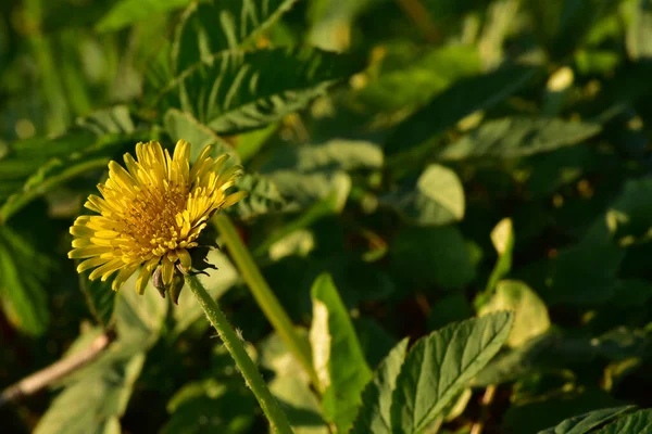 Field Dandelion Growing Meadow — 스톡 사진