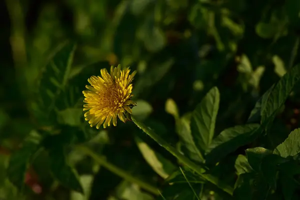 Field Dandelion Growing Meadow —  Fotos de Stock