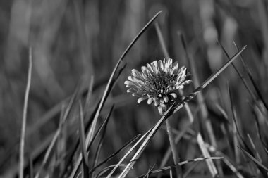 Çayırda büyüyen çiçek