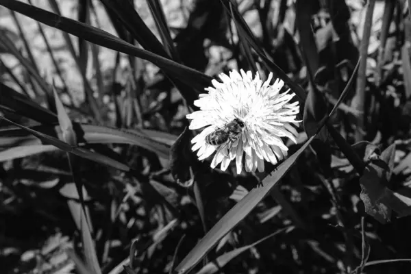 草原の花から蜜を集める蜂 — ストック写真