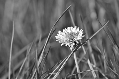 Çayırda yetişen karahindiba.
