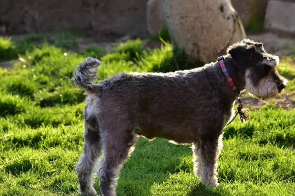 Cão Com Uma Trela Relvado — Fotografia de Stock