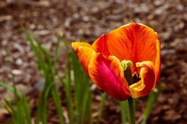 Bahçede yetişen taze bahar laleleri
